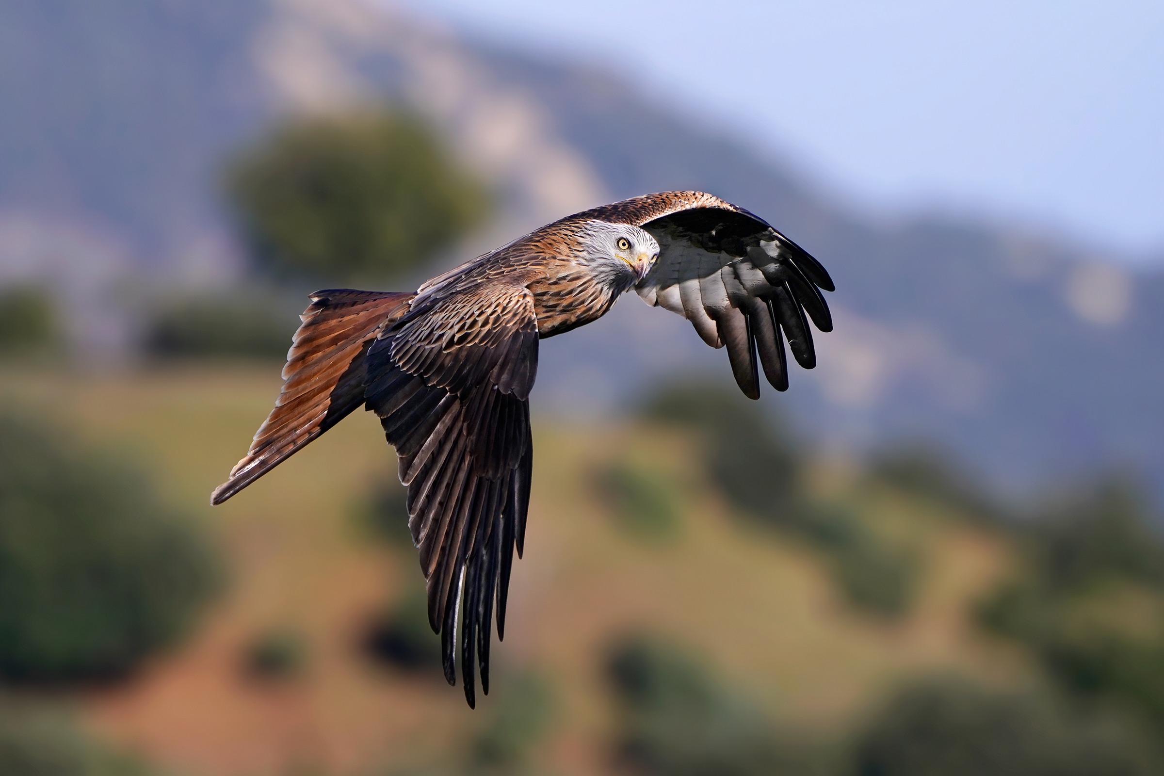 Red kite