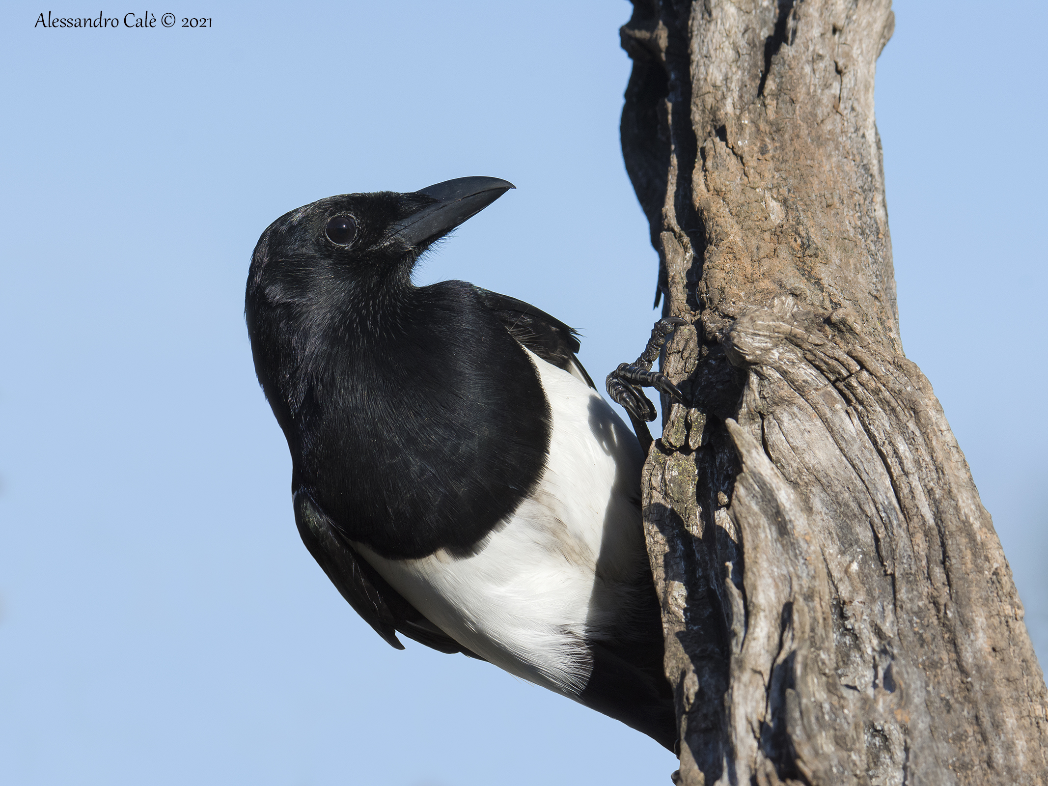 Pica pica (Gazza) 0826