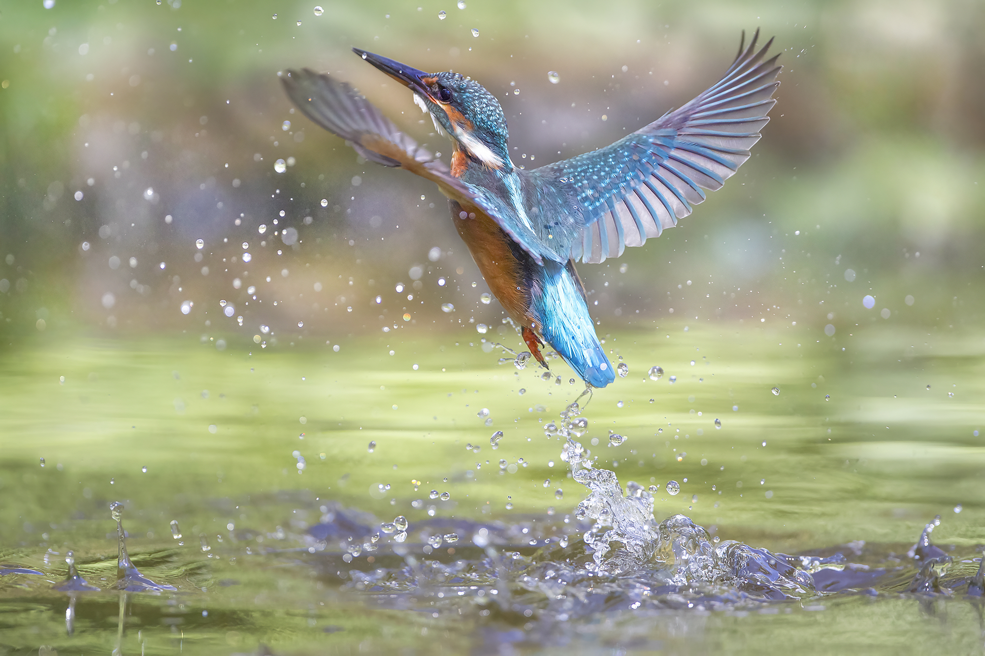 autumn kingfisher