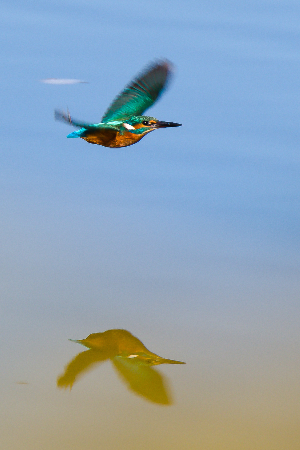 Kingfisher in flight