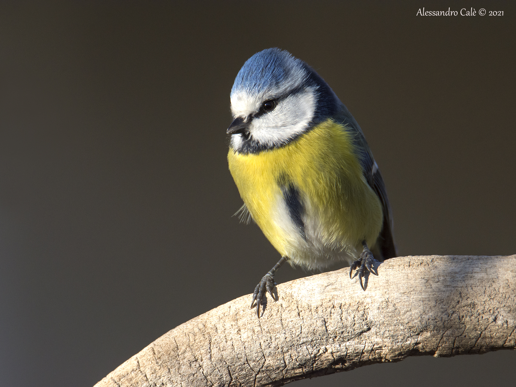 Cyanistes caeruleus (Cinciarella) 1231