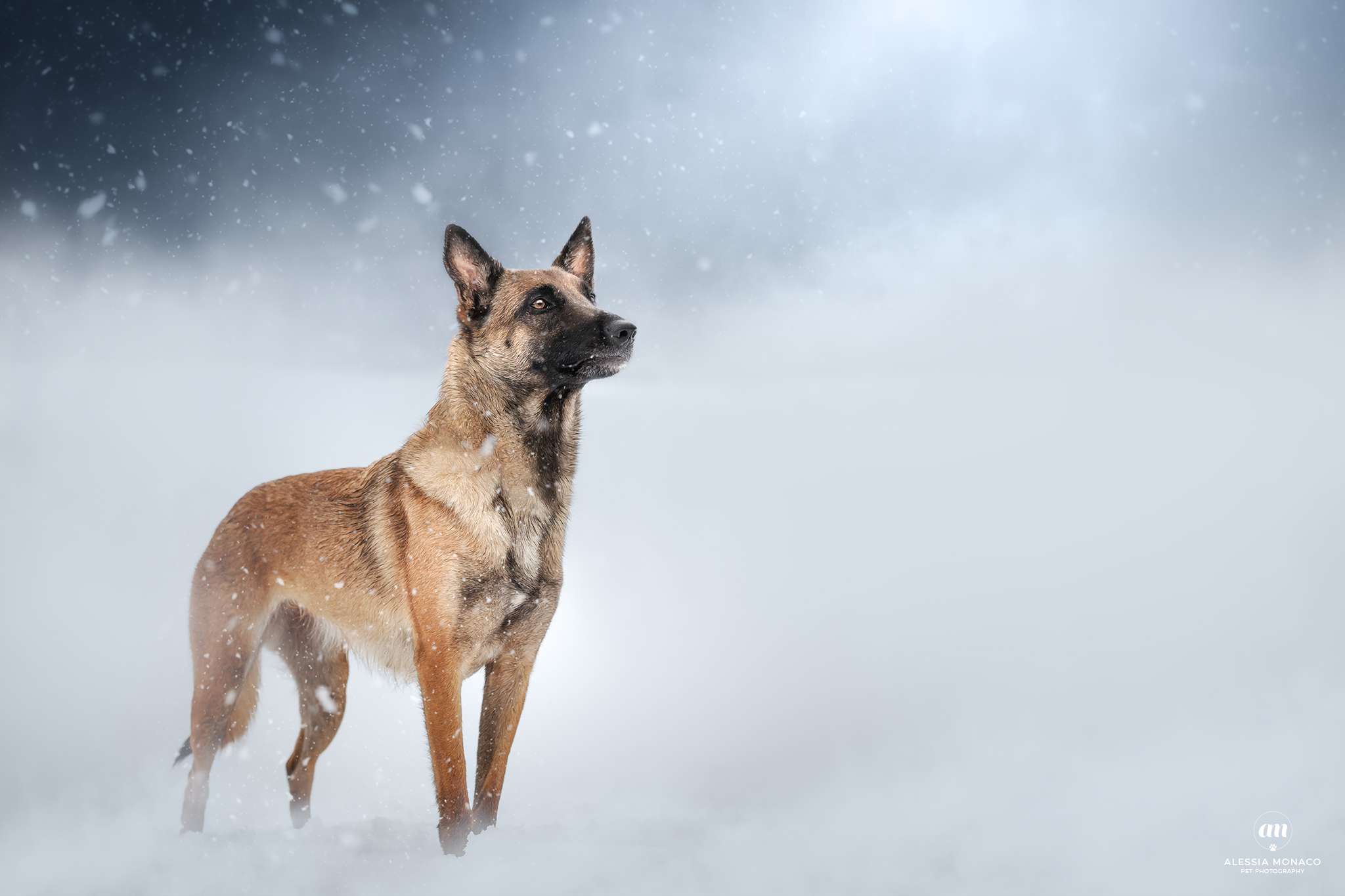 Malinois in the snow