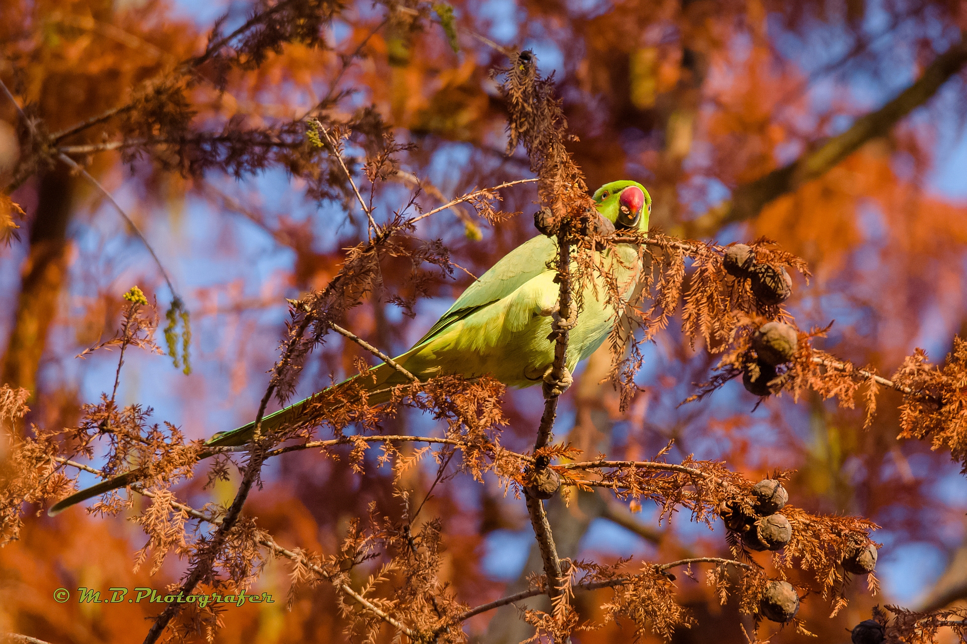 parrocchetto dal collare
