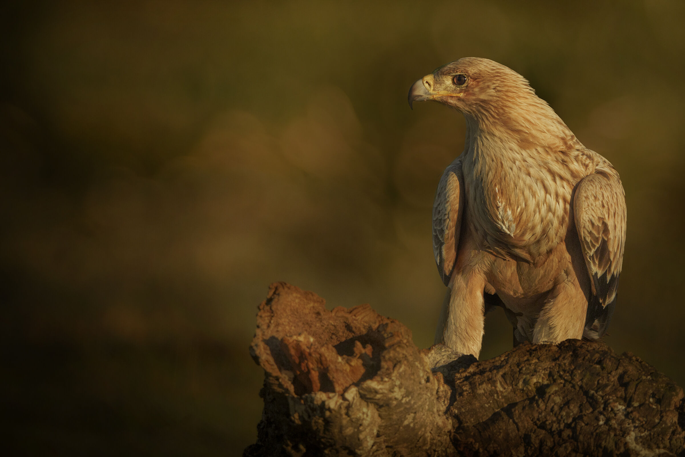 aquila imperiale giovane
