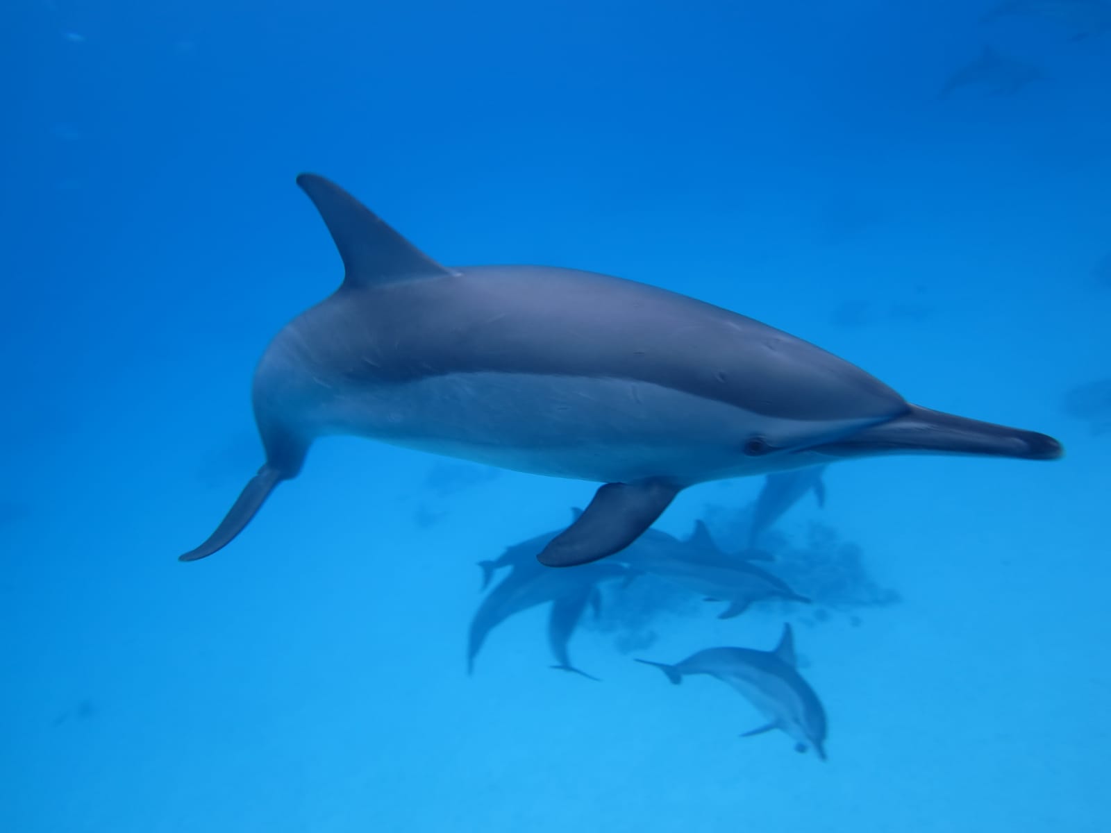 Dolphins