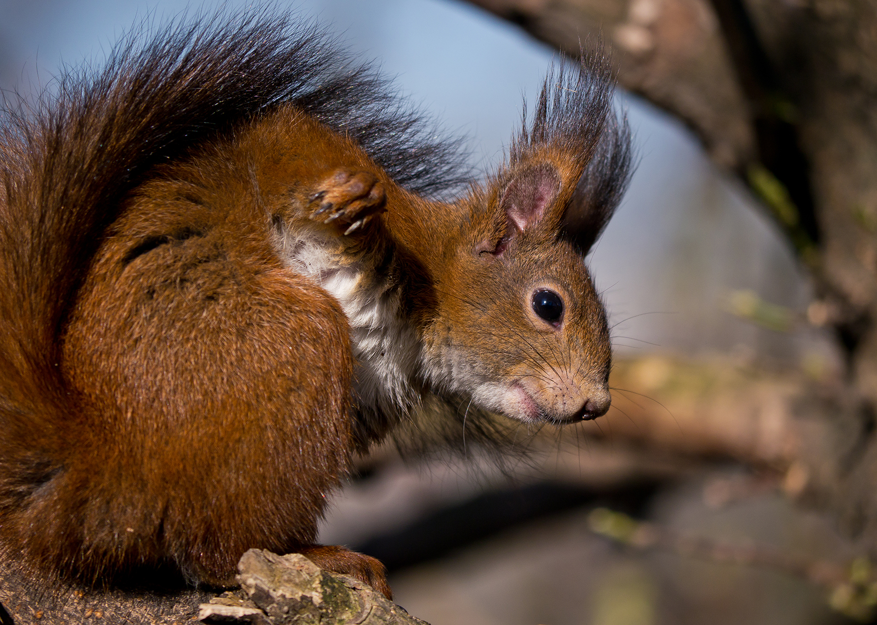 Scoiattolo Rosso - Ritratto