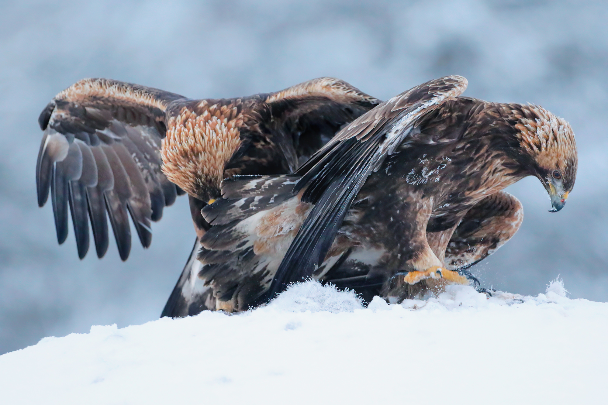 fight between titans, golden eagles