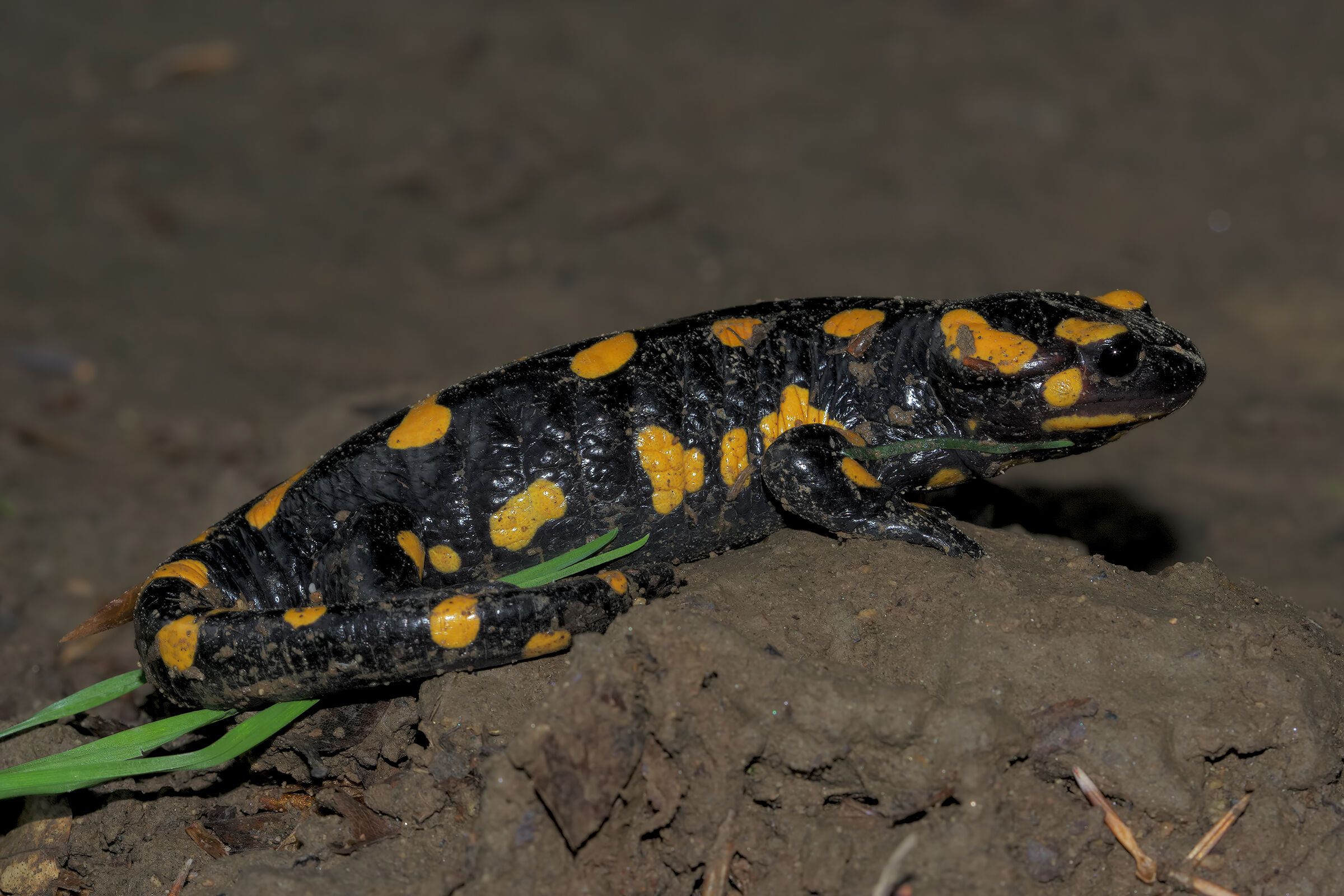 Spotted salamander