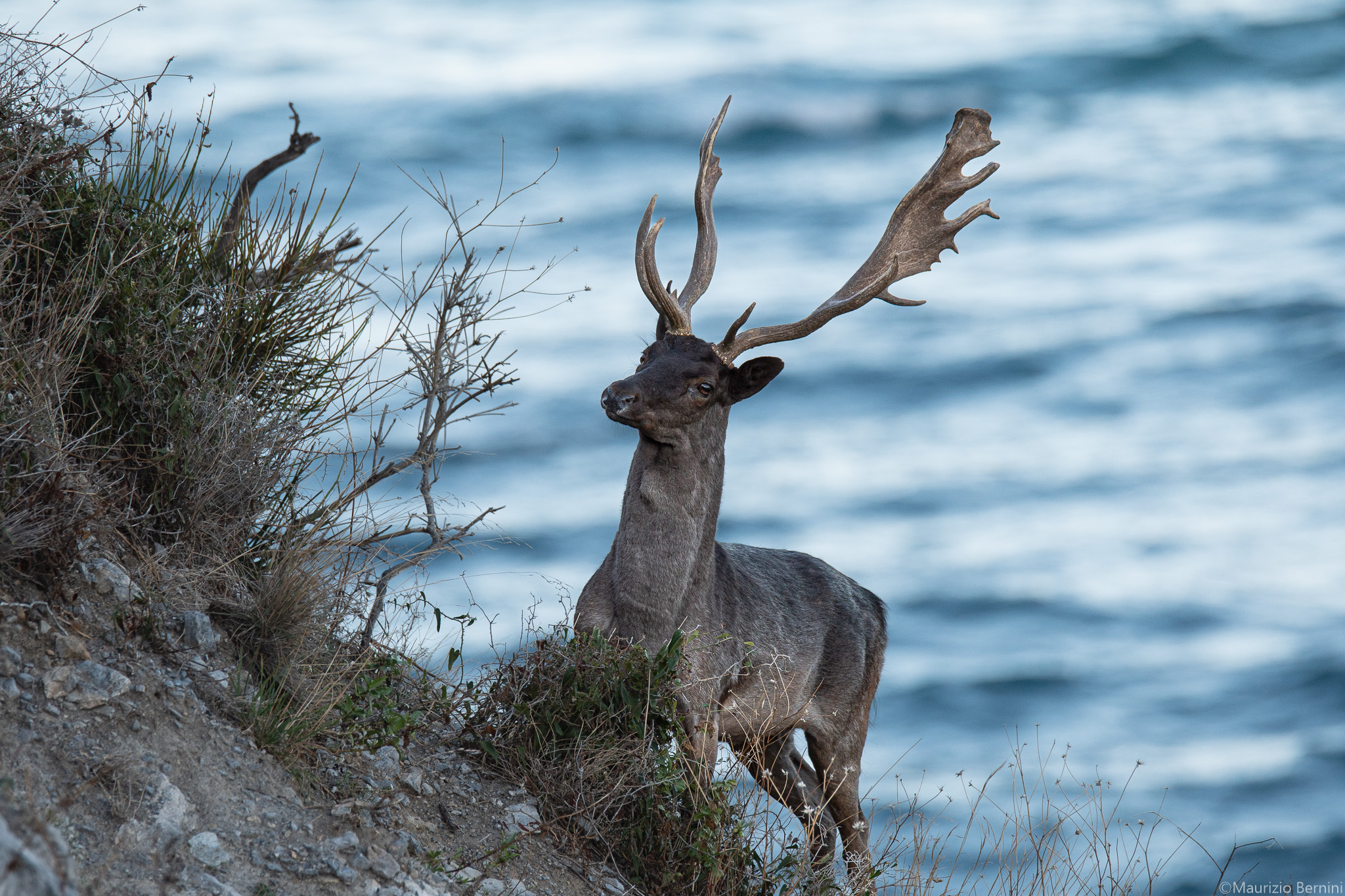 Fallow deer