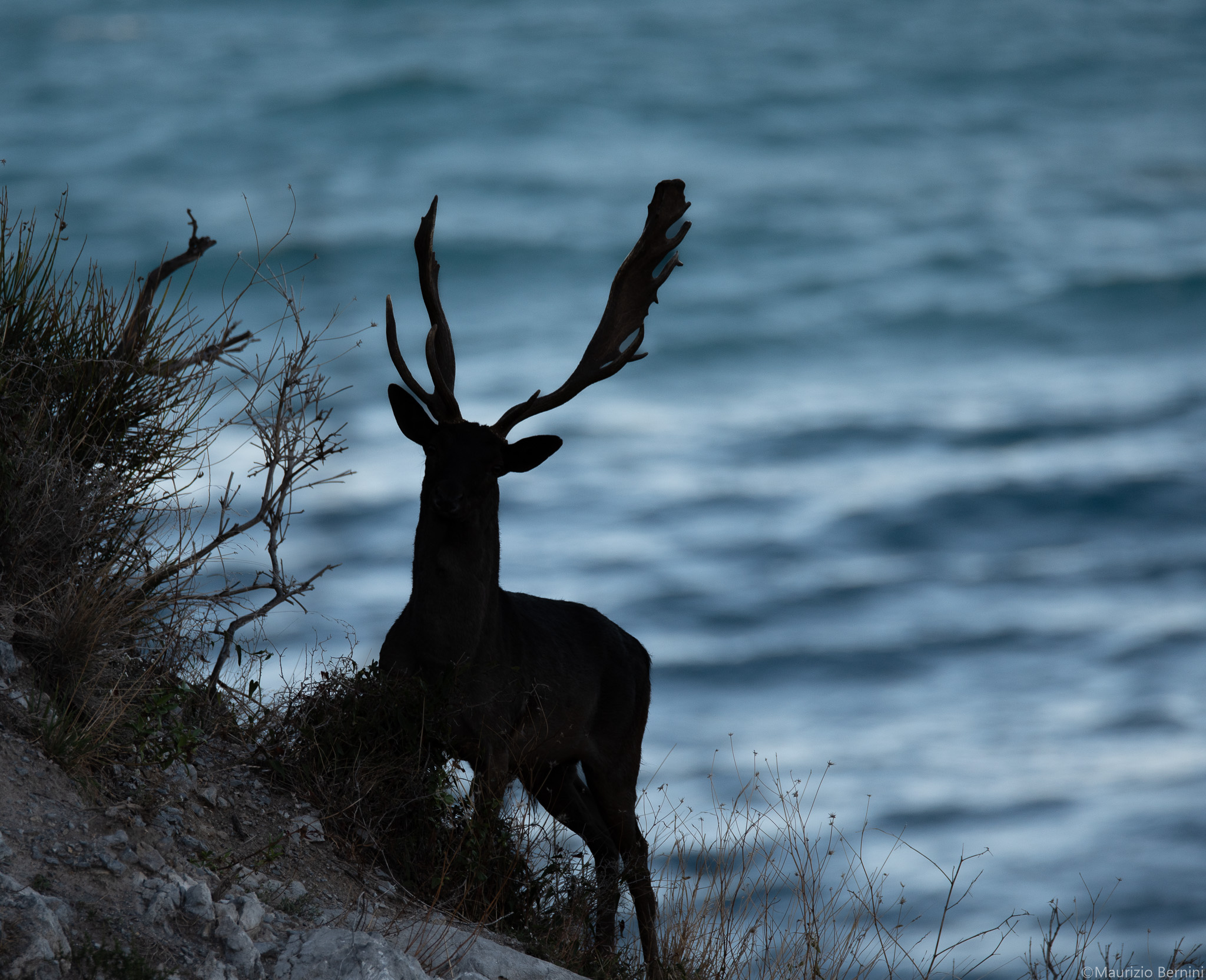 Silhouette Daino