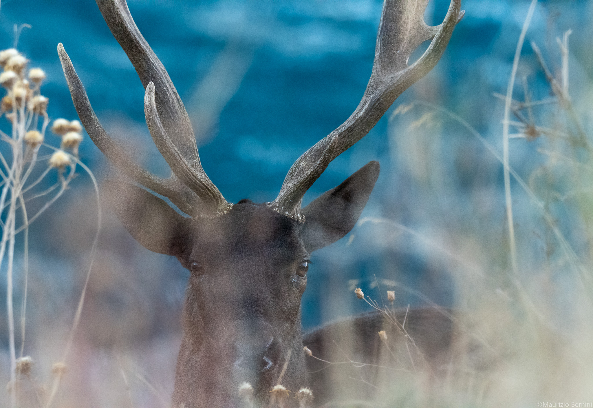 Hidden deers