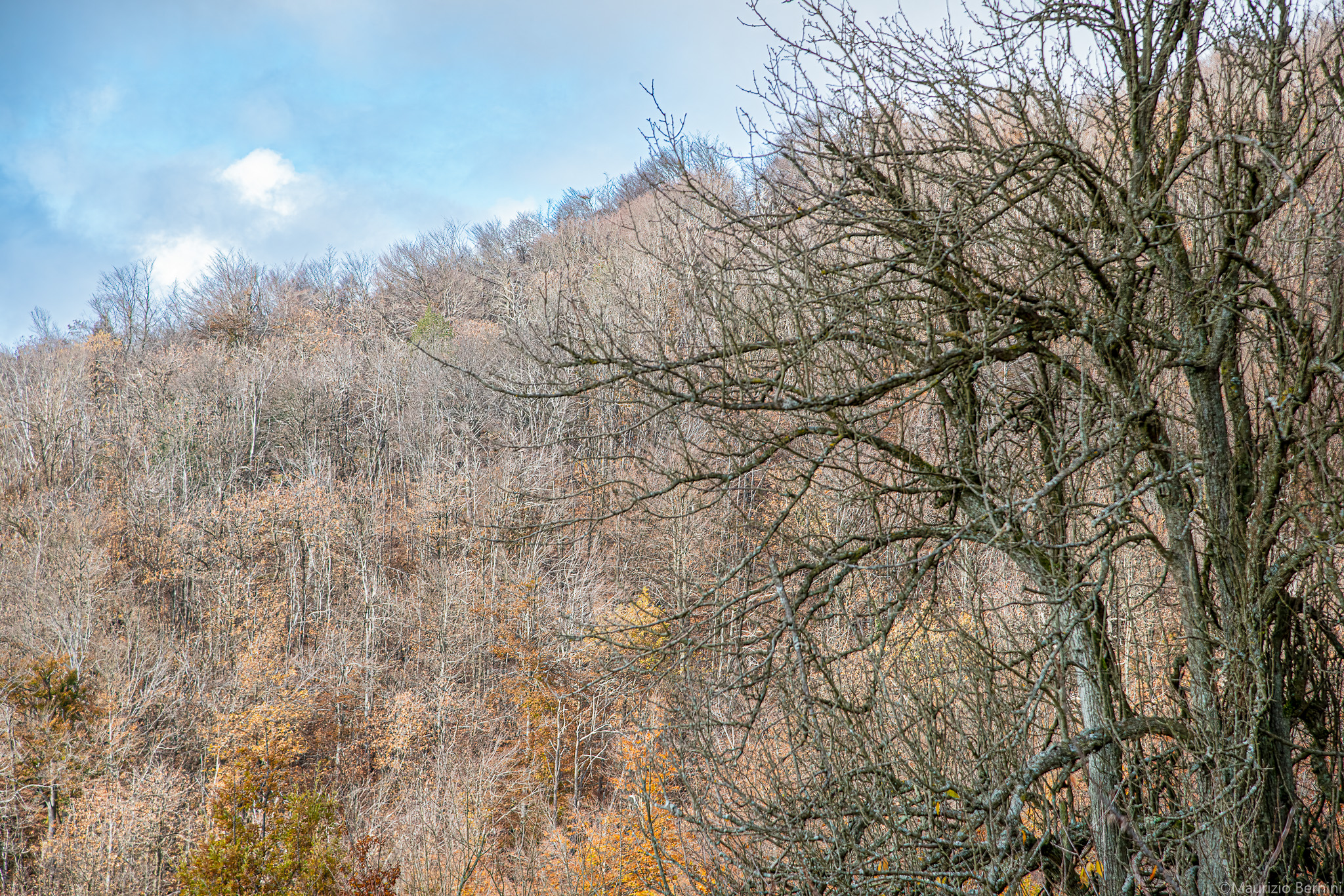Dry trees from the Foliage