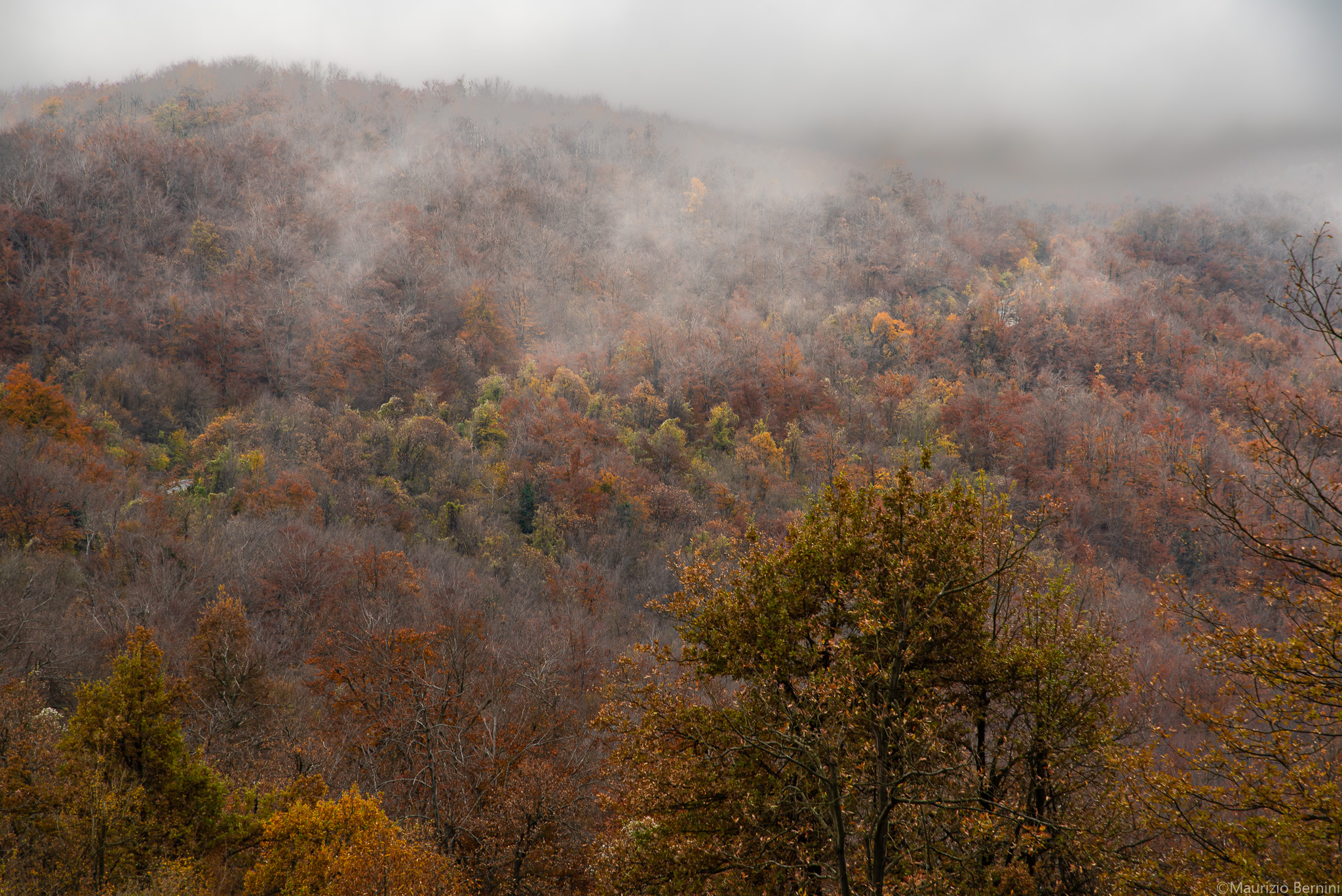 Foliage in the fog