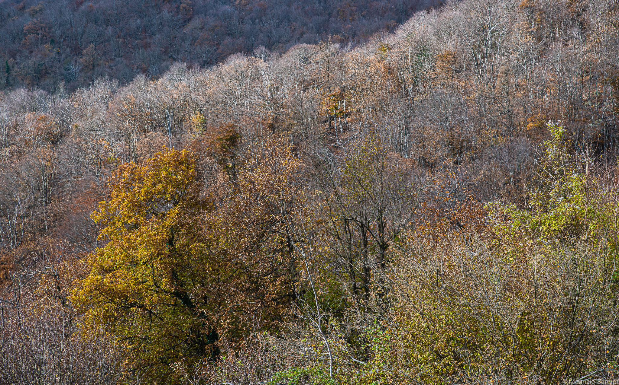 Foliage and dry
