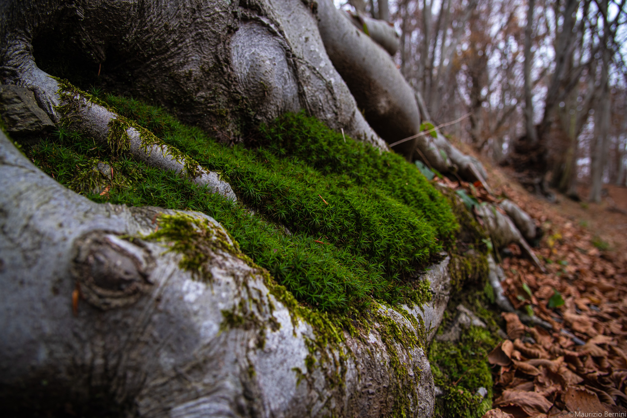 Tree and Moss