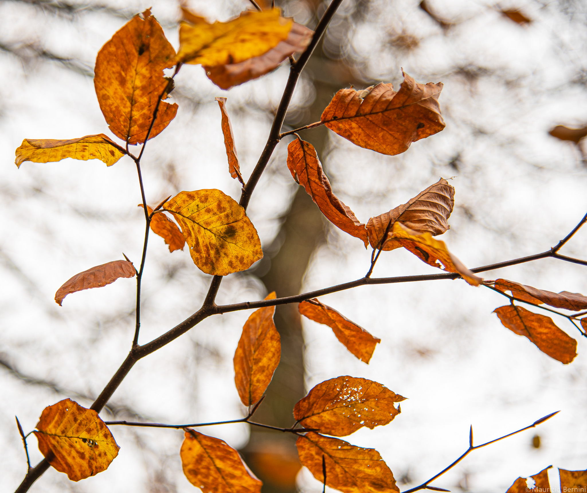 Foliage Leaves