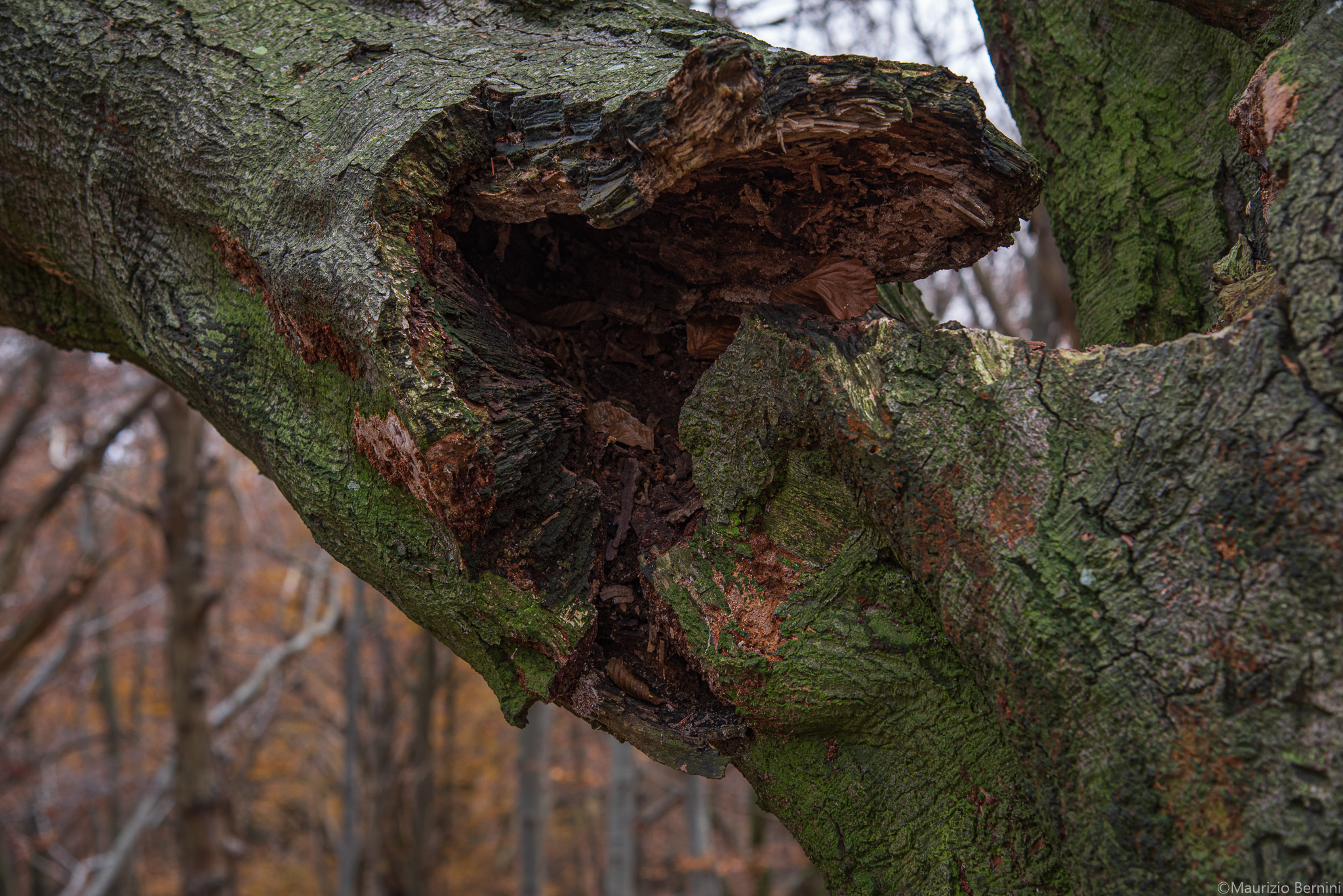 Tree Detail