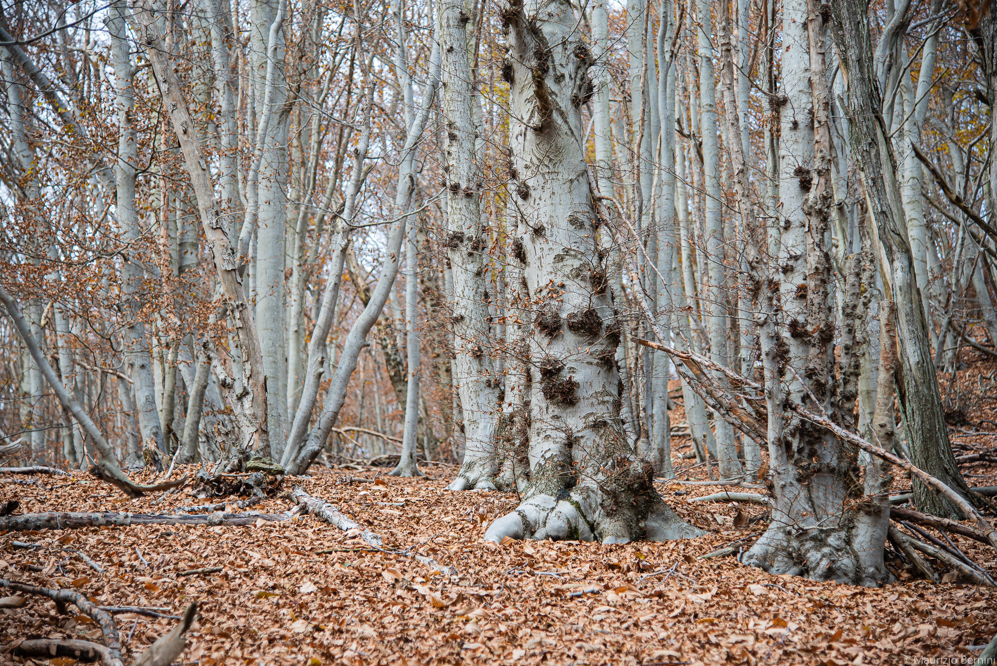Trees