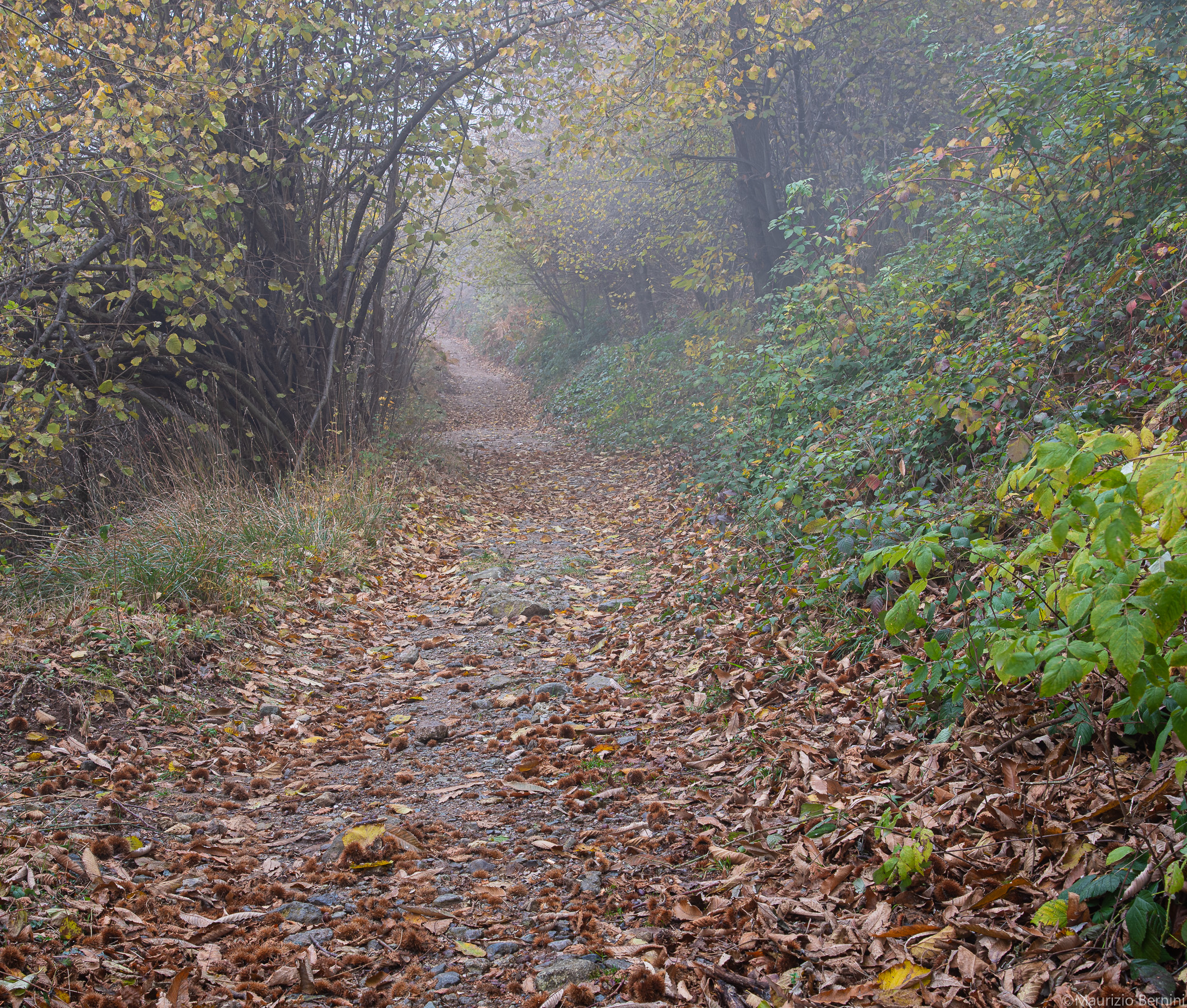 Path in the fog