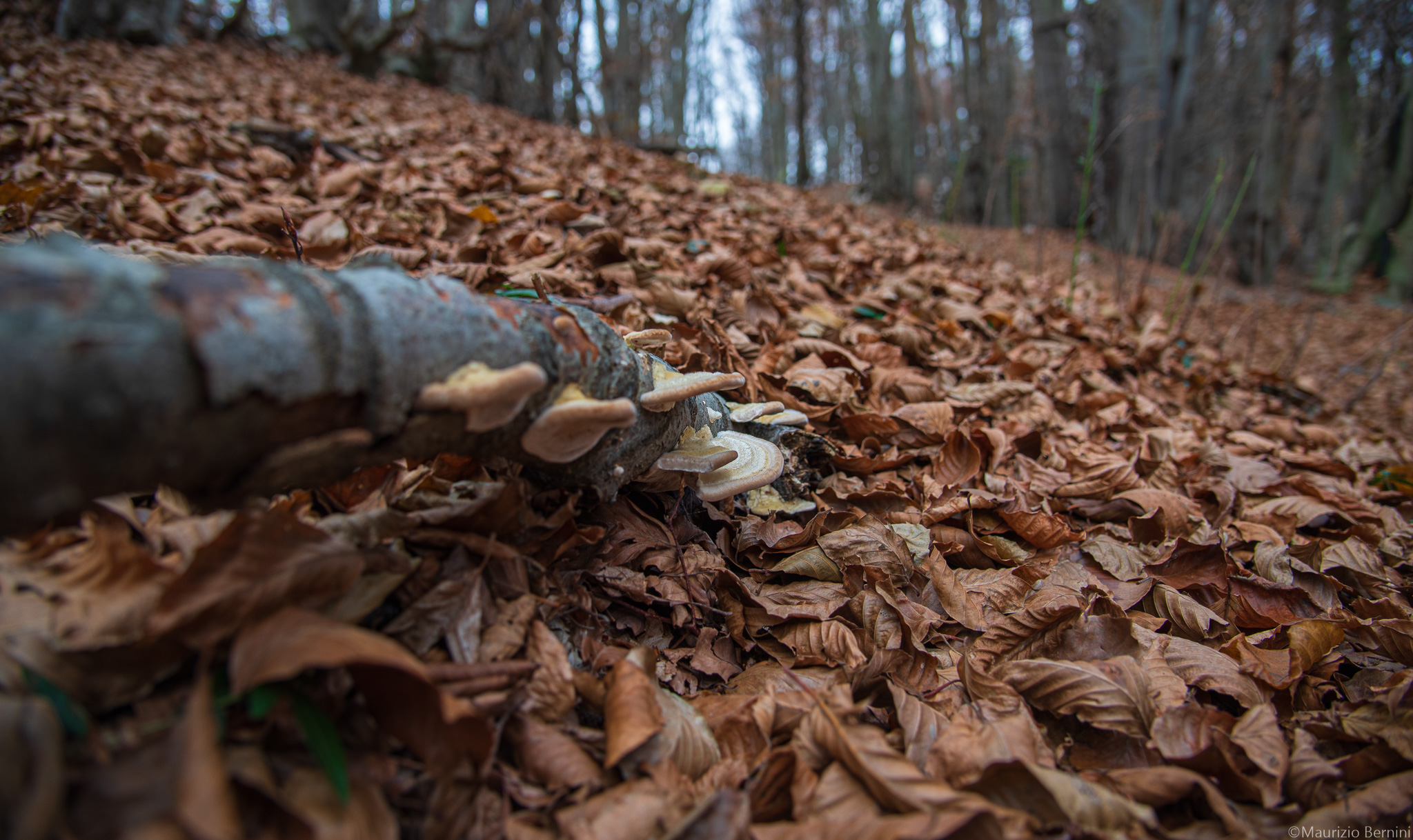 Fungi