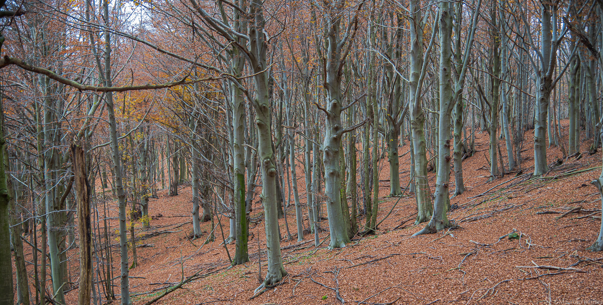 Trees