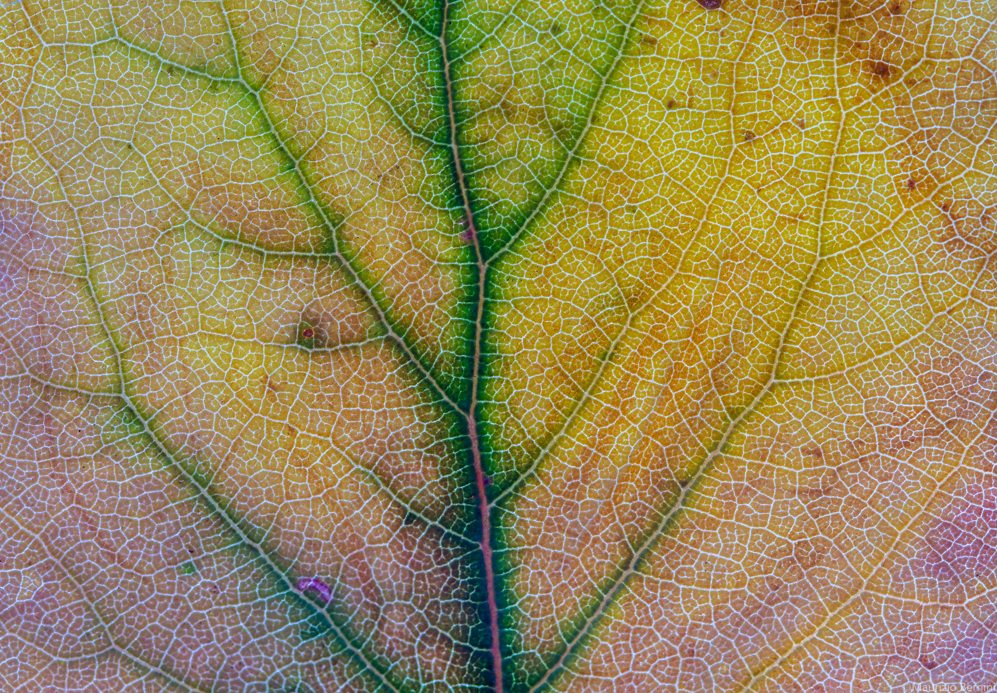 Texture Foglie
