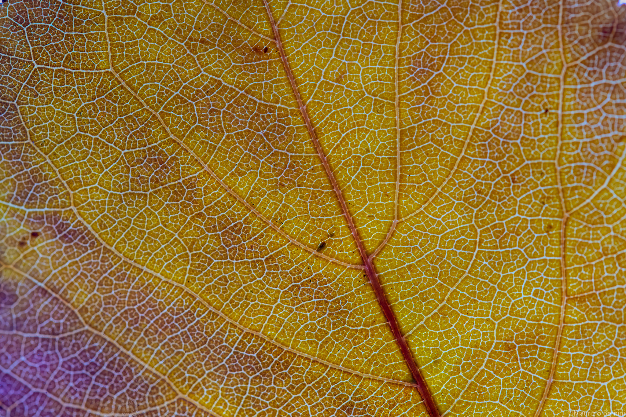 Texture Foglie