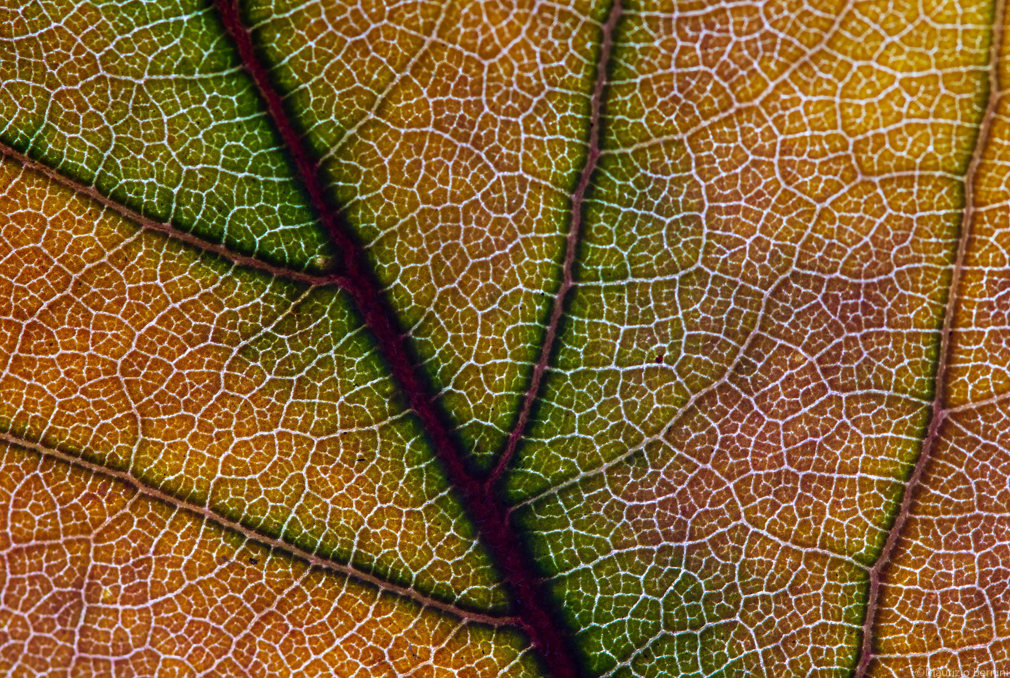 Texture Leaves