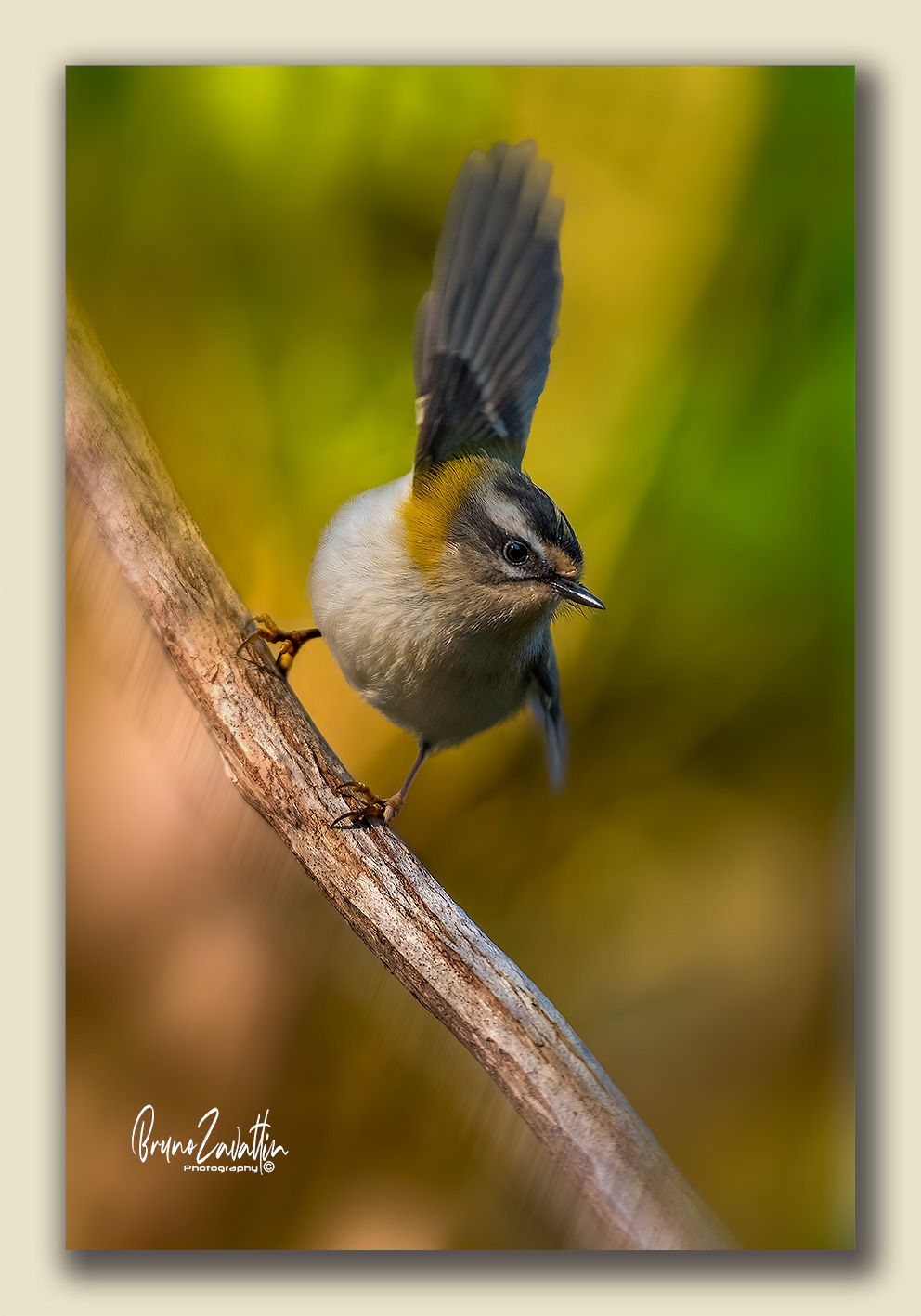 Firecrest