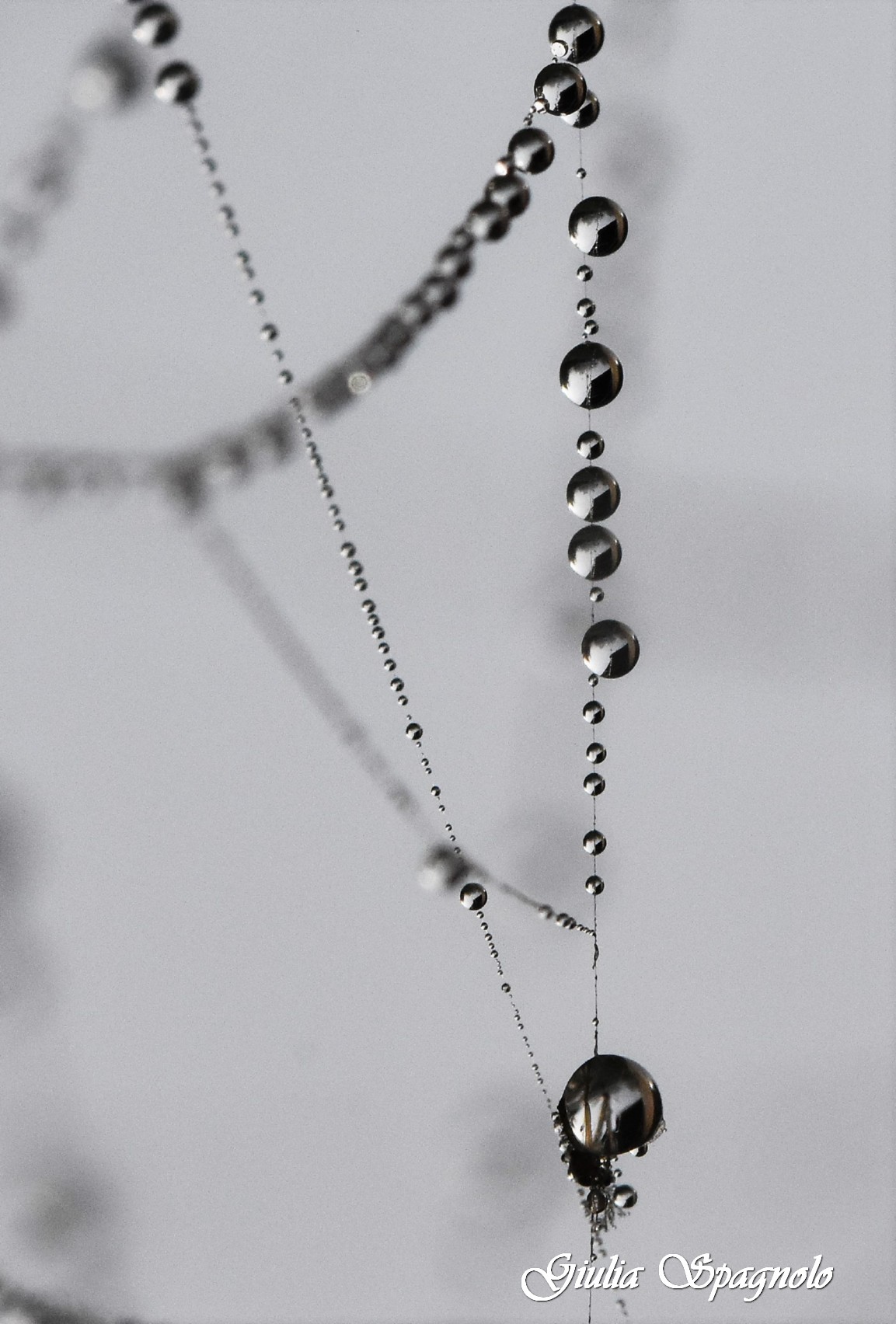 gocce di rugida intrappolate nella ragnatela