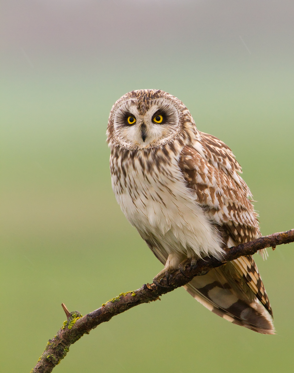 eared owl