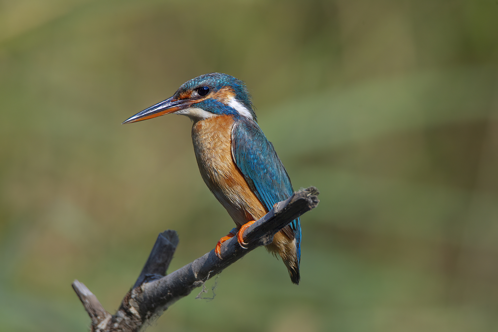 very fine feathers, three-dimensional kingfisher