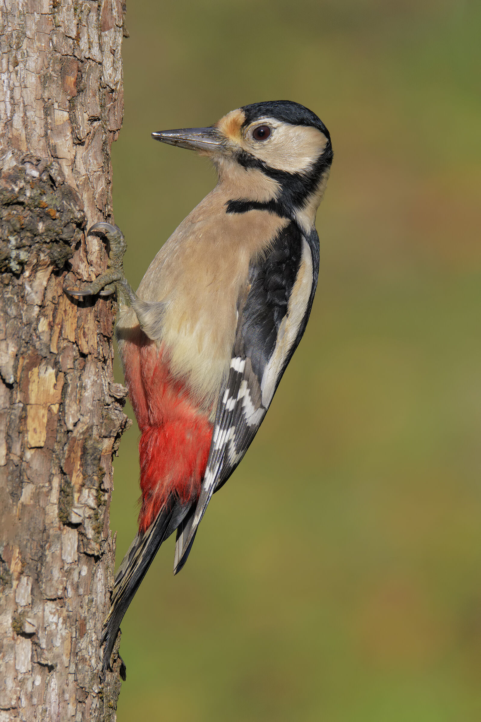 Picchio rosso maggiore