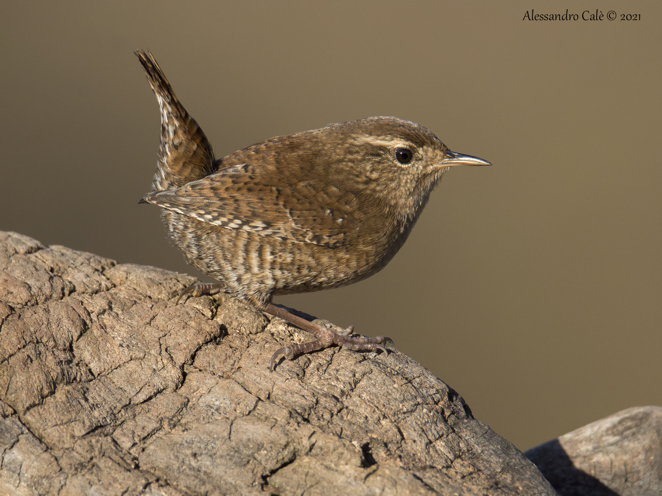 Troglodytes troglodytes (Scricciolo) 1329