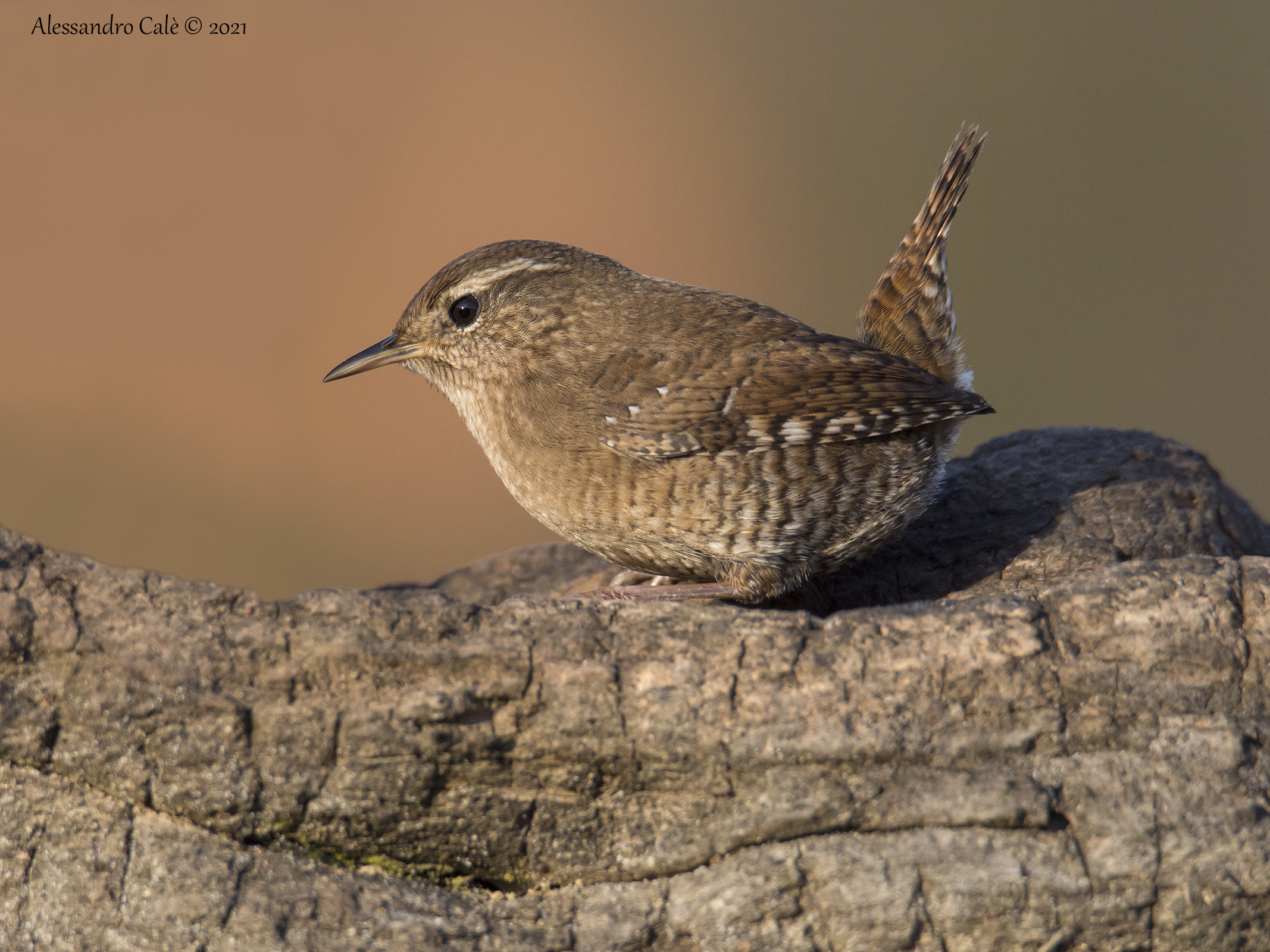 Troglodytes troglodytes (Scricciolo) 1347