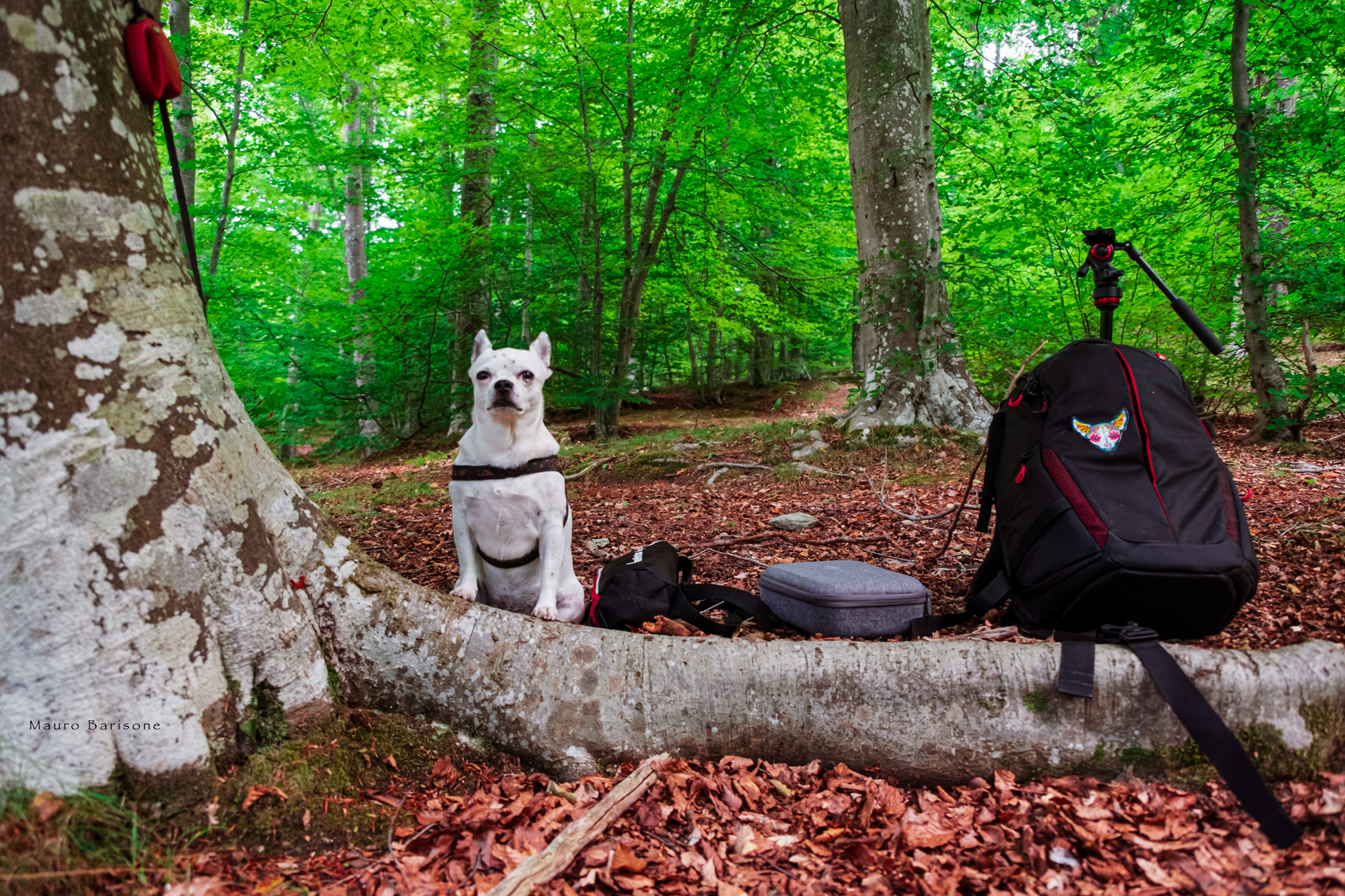 Cocò in the woods