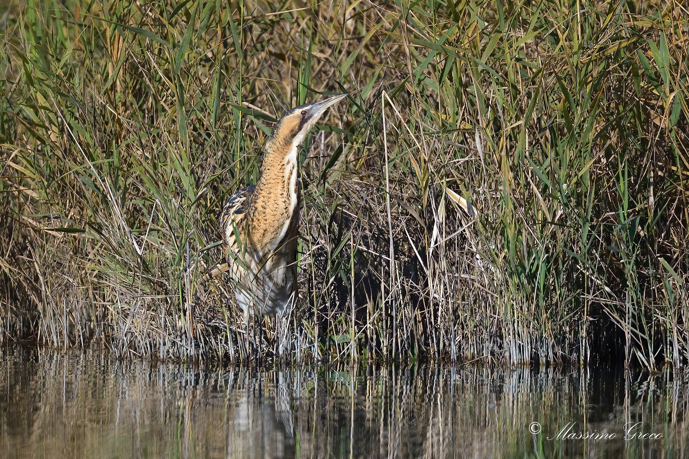Bittern (Botaurus stellaris)
