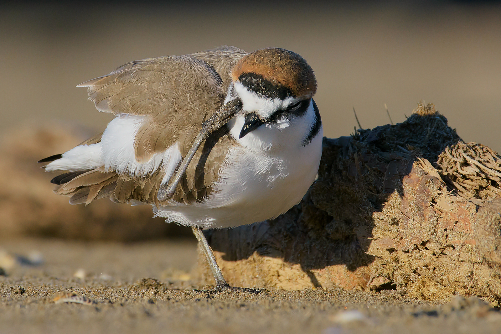 "Morning cleaning" of the Fratino.