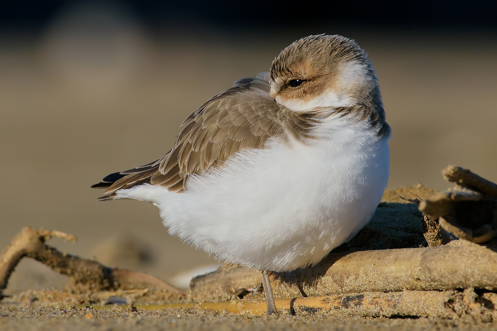 "Morning relaxation". Fratino (Charadrius alexandrinus).
