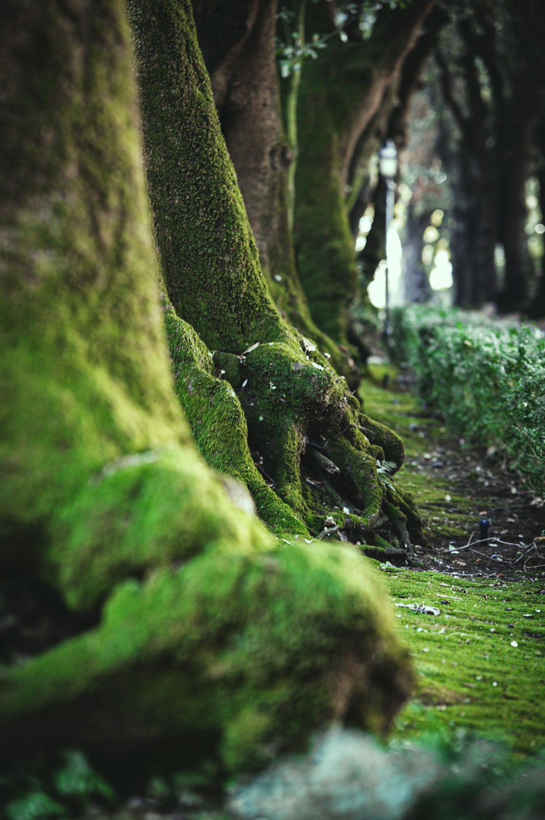 Forest