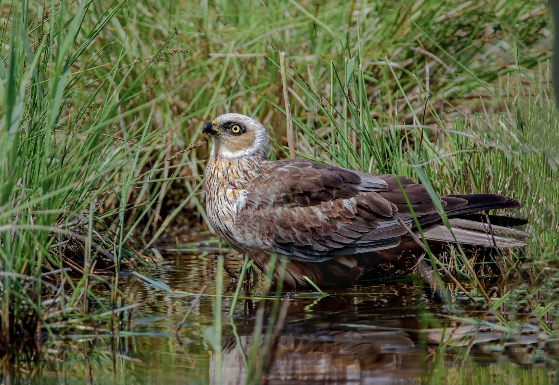 nascosto nel canneto, falco di palude maschio