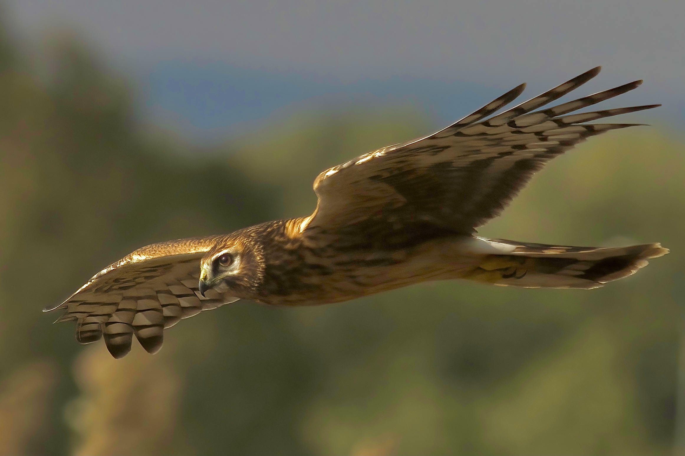 Albanella reale femmina