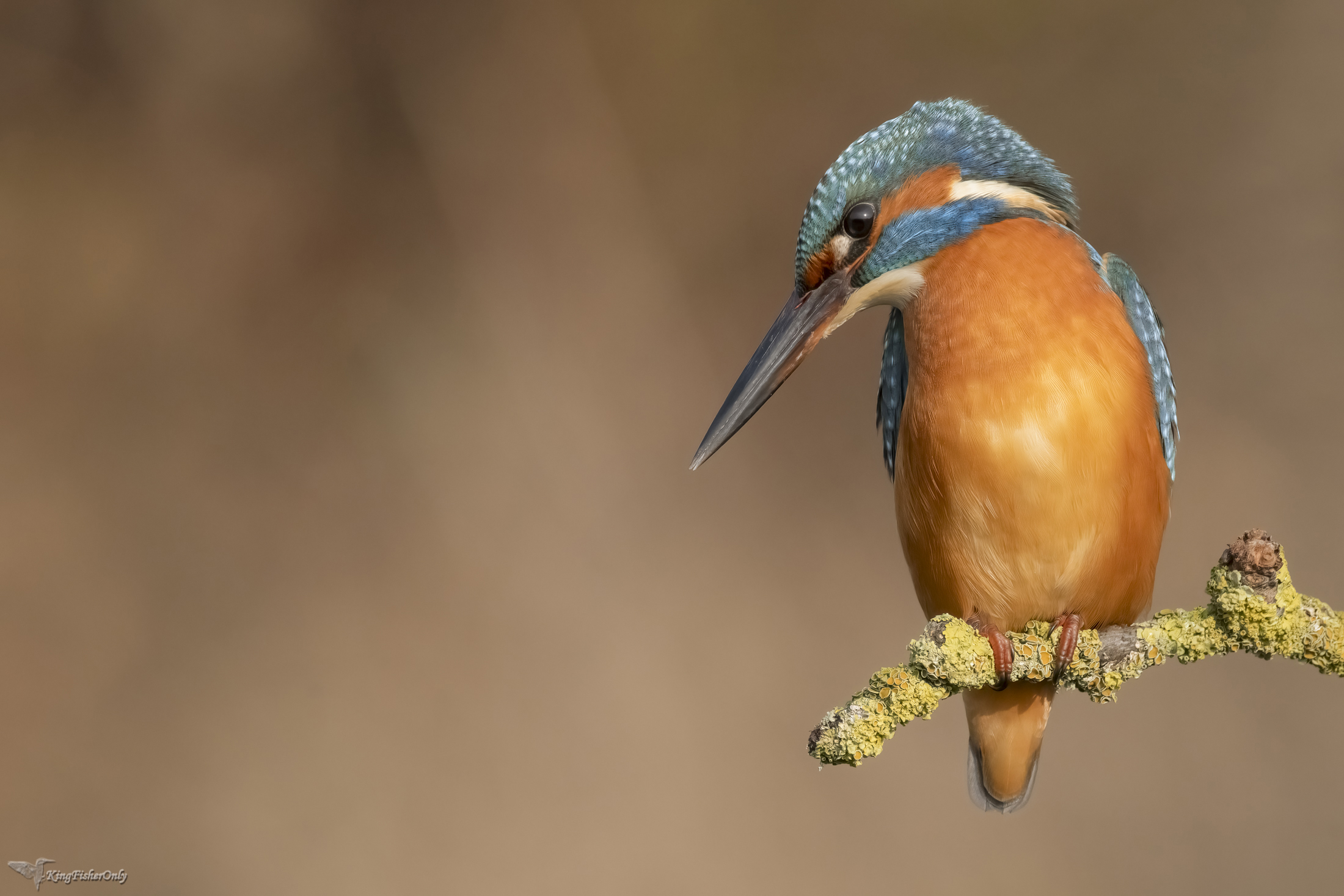 Kingfisher