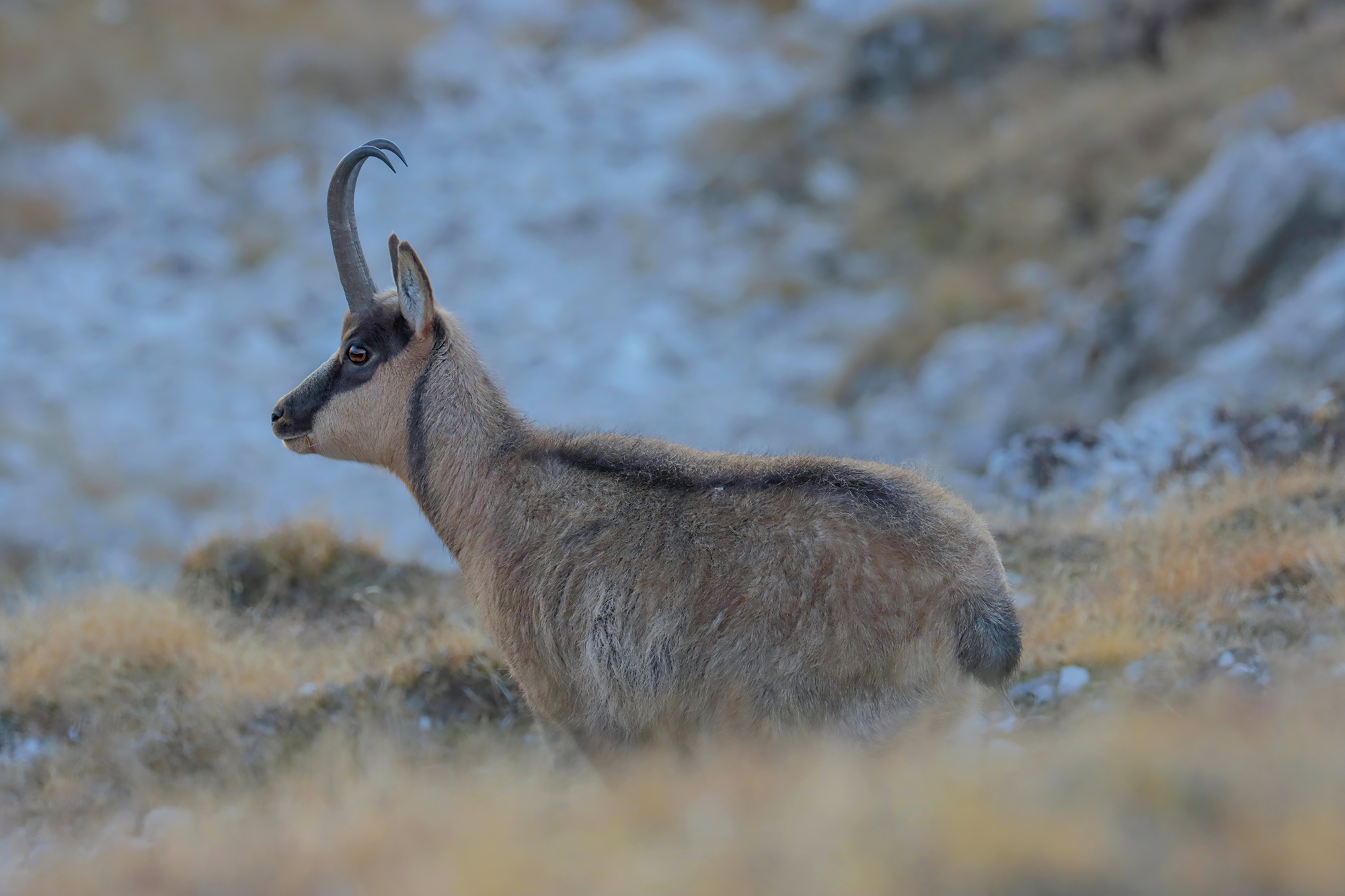 abruzzo chamois