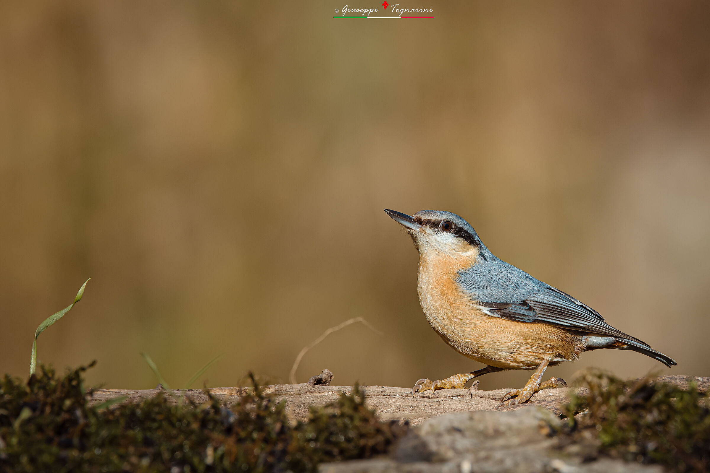 Picchio muratore (sitta europaea) n.1