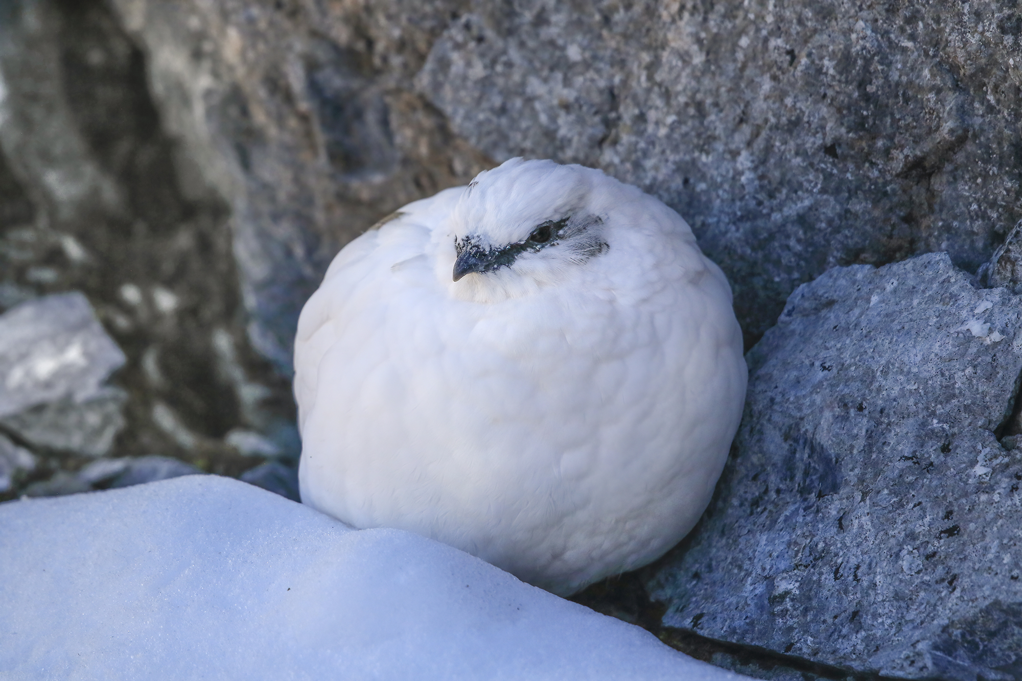 begins to get cold, white partridge