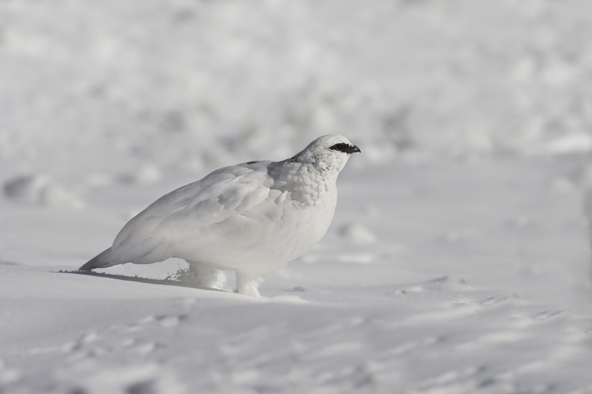 a white prairie for the partridge