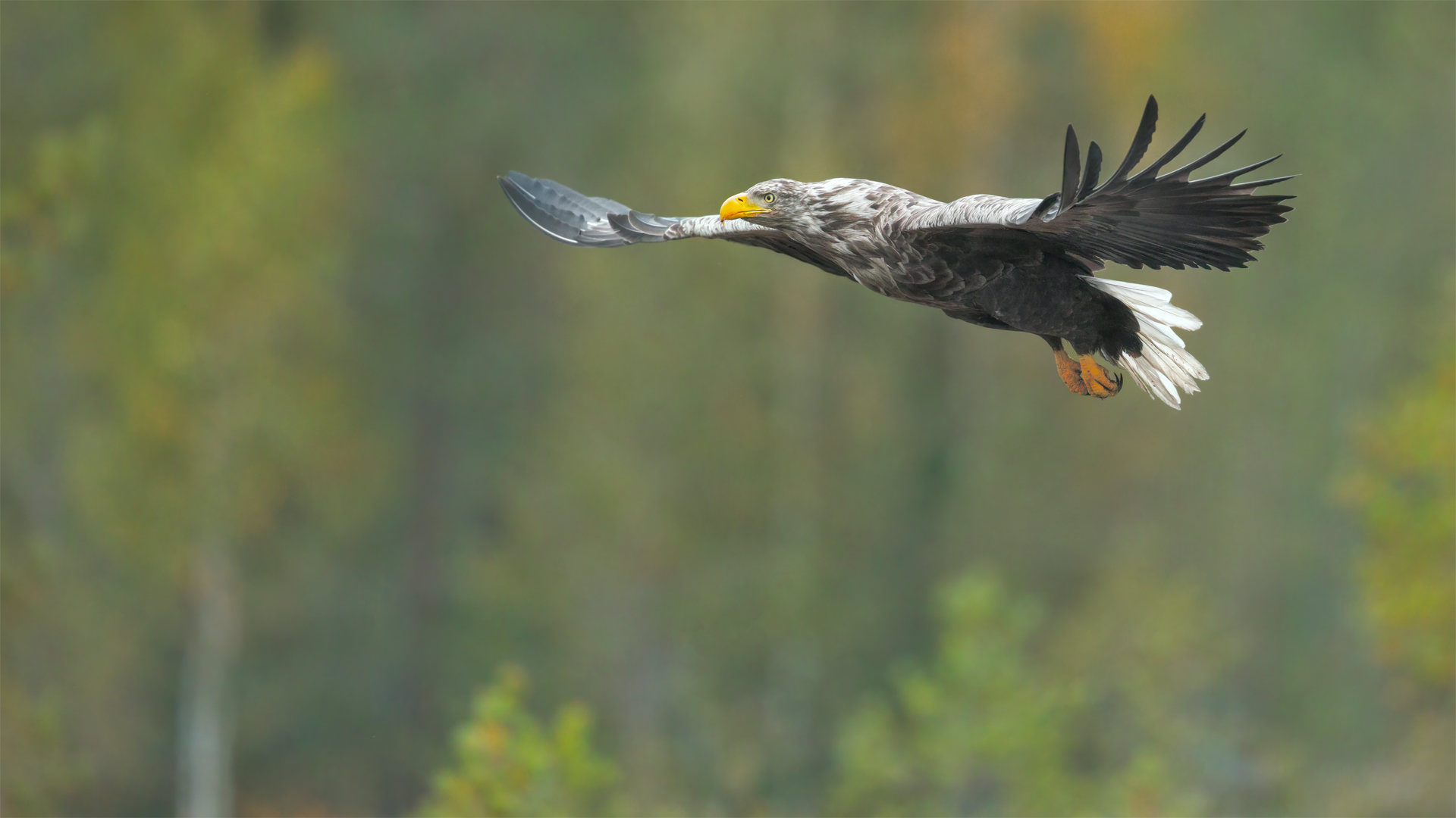 the imposing lightness of the eagle