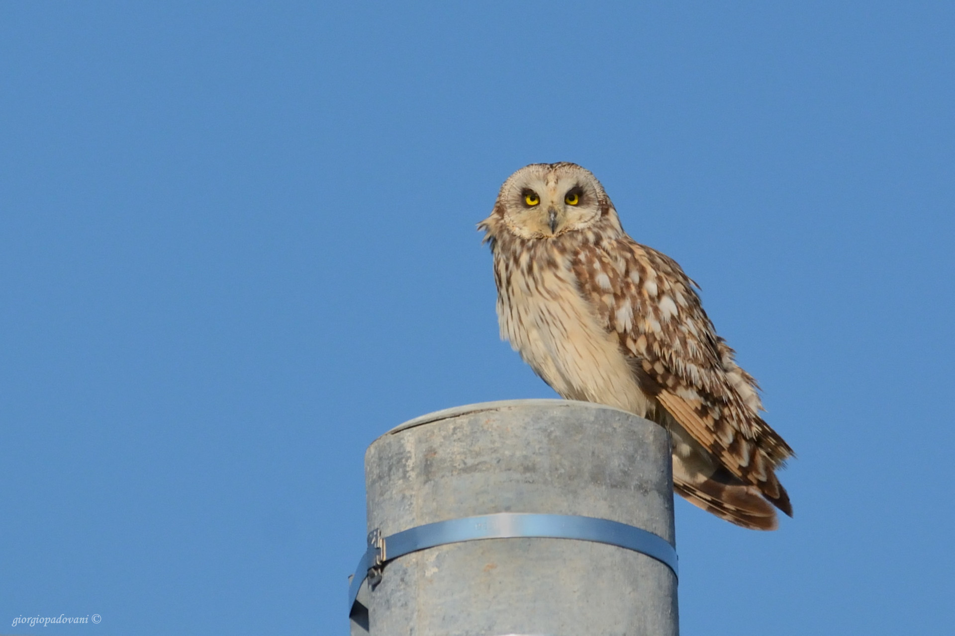 Marsh owl