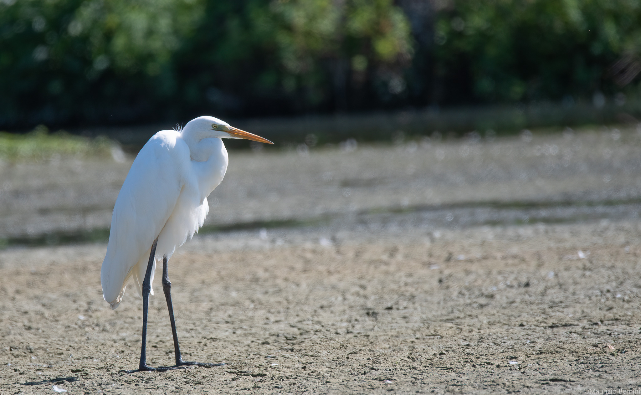 Great White Heron